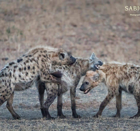 21Francois Malan Hyena Play 2018908 2 Of 4 Final 21Francois Malan Hyena Play 2018908 2 Of 4 Final
