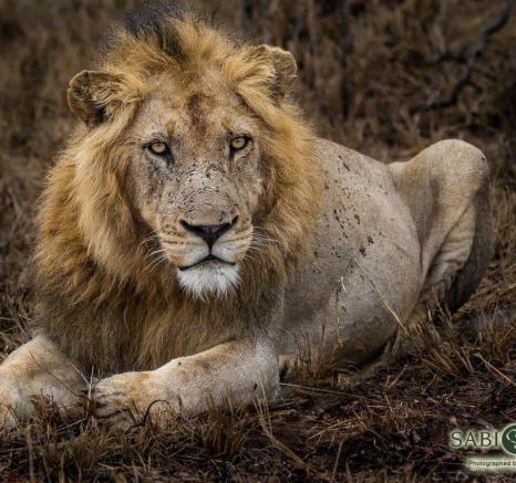 03Kevan Dobbie Avoca Male 181018 Final