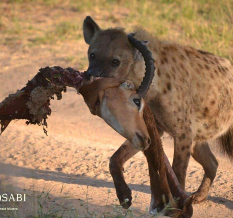 22Ronald Mutero Hyena Kill Final
