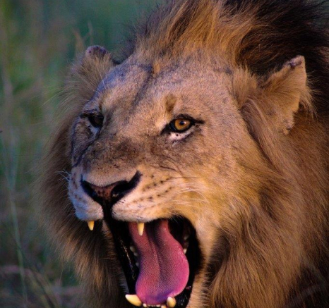 07Rebecca Boshoff Lion Kill 9 1 Of 1 Final 07Rebecca Boshoff Lion Kill 9 1 Of 1 Final