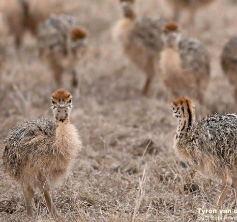 10Tyron Van Der Walt Ostrich And Chicks 270920 2 Final 10Tyron Van Der Walt Ostrich And Chicks 270920 2 Final