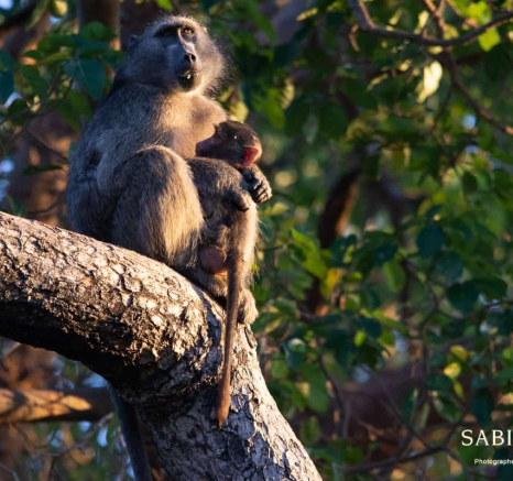 05Kerry Lee Roberg Baboon.5 Final