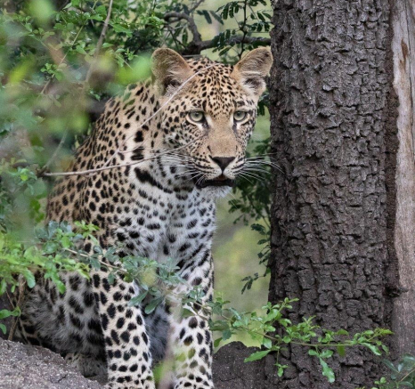 A22Jason Street Ntsumi Cub 050123. Final