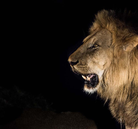 05Grant Rodewijk Lion01 05Grant Rodewijk Lion01