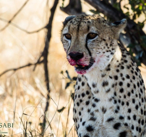 35Kevan Dobbie Cheetah 002 Final