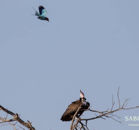 38Franscois Rosslee Vulture4 220817 1 Of 1 Final 38Franscois Rosslee Vulture4 220817 1 Of 1 Final