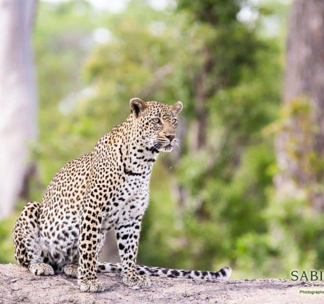 18Frederik Aucamp Xivonekele And Female Mating Leopards 24 01 19 4 Final 18Frederik Aucamp Xivonekele And Female Mating Leopards 24 01 19 4 Final