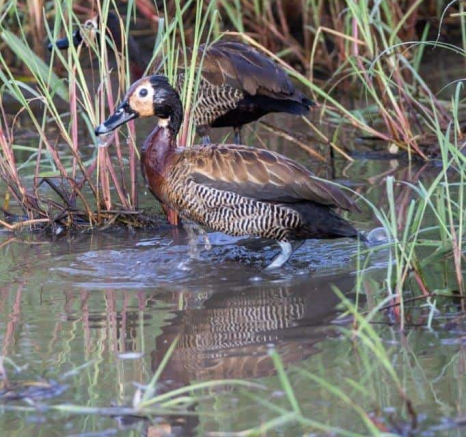 05Kevin Van Der Linde White Faced Whistling Duck 10032019 Final 05Kevin Van Der Linde White Faced Whistling Duck 10032019 Final