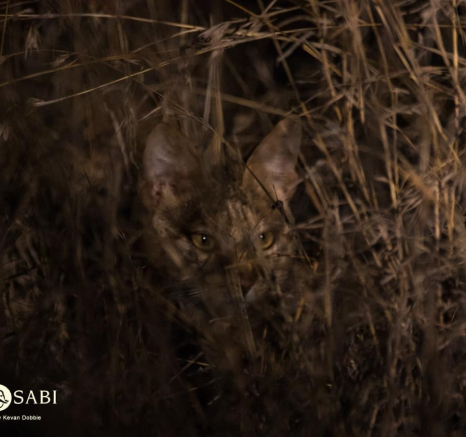 05Kevan Dobbie African Wild Cat 231018 Final