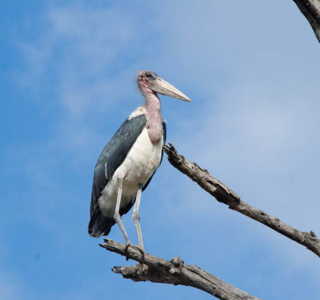 Photo Steve WB Marabou Stork Photo Steve WB Marabou Stork