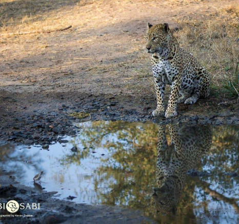 33 Kevan Dobbie Max 150818 2 Final
