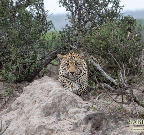 09Kevin Van Der Linde Nweti 23112018 4 Final