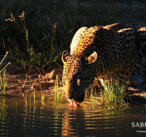 15Steff McWilliam Leopard 15 04 19 Final