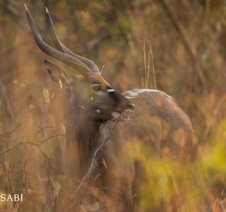 10Pravir Patel Nyala01 Final