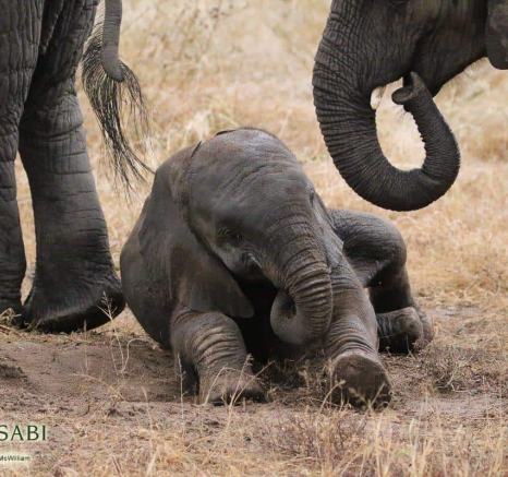 33Steff McWilliam Baby Elephant 09062019 Final 33Steff McWilliam Baby Elephant 09062019 Final