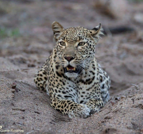 05Louise Murray Kigelia 07112020 1 Final 05Louise Murray Kigelia 07112020 1 Final