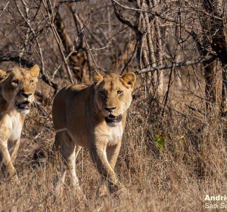 14andries Lioness.styx 140920 2 Final 14andries Lioness.styx 140920 2 Final