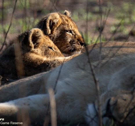 10andries Lions.styx Blog 11 Final