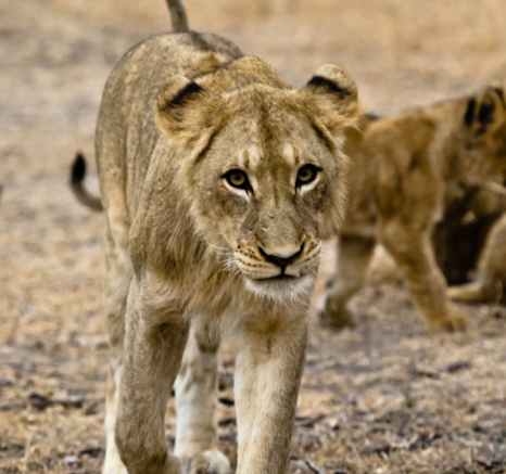 Southern Pride 3 Southern Pride 3