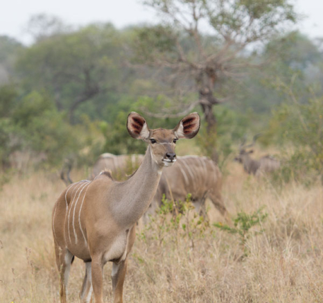 Kudu Cow Kudu Cow