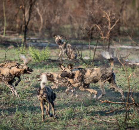 Mike Palmer Dogs 3 Mike Palmer Dogs 3