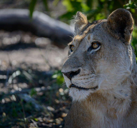 13Mike Palmer Lions 040116 2