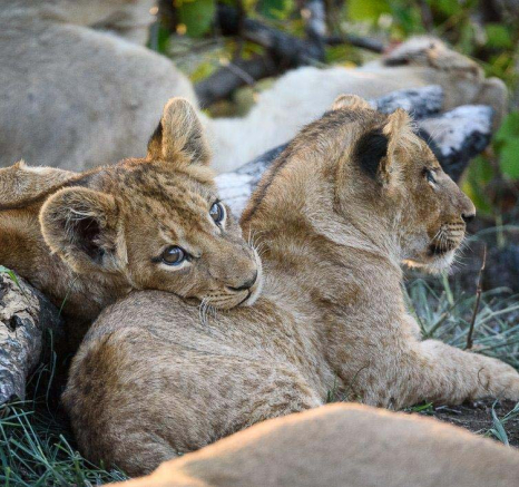 18Mike Palmer Lion Cub 160416 3 18Mike Palmer Lion Cub 160416 3