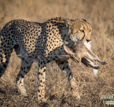 32Terry Ennever Cheetah 2018625 Final 32Terry Ennever Cheetah 2018625 Final