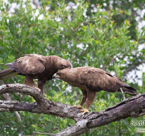 04Louise Murray Eagles 10032019 2 Final