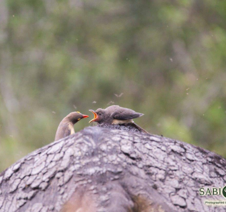 04Frederik Aucamp Red Billed Oxpecker 13 05 2019 1 Final 04Frederik Aucamp Red Billed Oxpecker 13 05 2019 1 Final