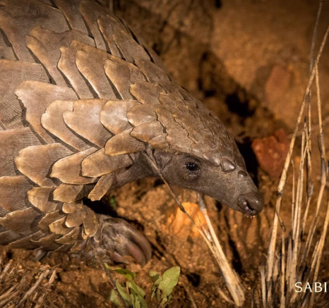 12Pangolin 01 Pravir Final 12Pangolin 01 Pravir Final