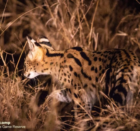 04Frederik Aucamp Serval 23 10 2019 2 Final