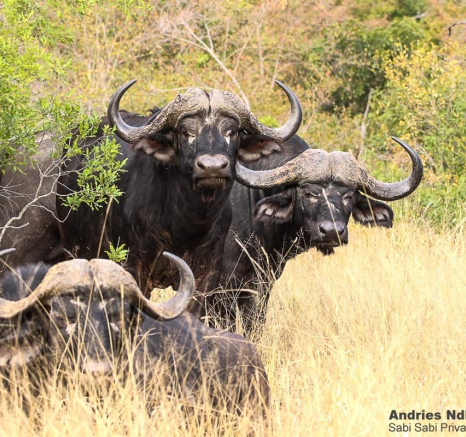 05andries Buffalo 300620 Final 05andries Buffalo 300620 Final