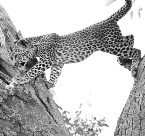 06Ally Ross 20210201 Ntsumi Cub 08 Final