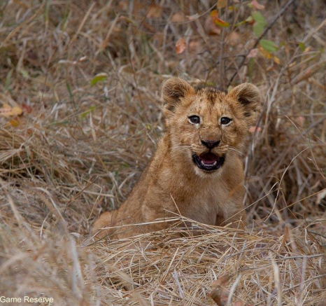 30Amy Leigh Lion Styx 2 160721  Final