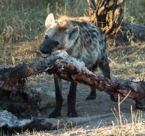 03Kevan Dobbie Hyena 30.05.4 Final