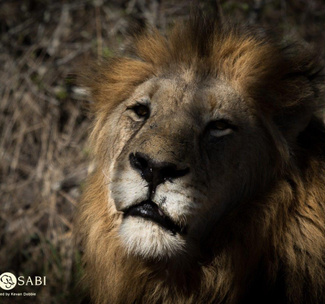 19Kevan Dobbie Male Lion 1110.3 Final 19Kevan Dobbie Male Lion 1110.3 Final