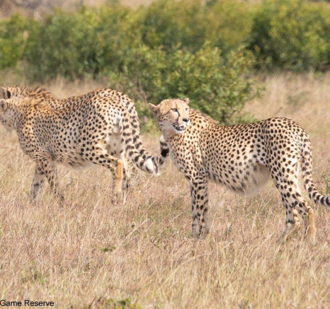 A20Jason Street Cheetah 120722 . Final A20Jason Street Cheetah 120722 . Final