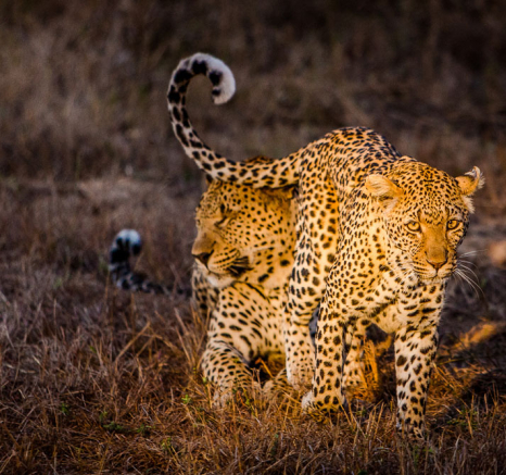 YPO 19.08 SABIBUSH JOHN.168