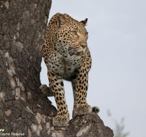 A28andries Leopard.kegelia 060123 4 Final