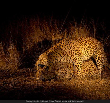 10355447 689925447721776 6299932619730549583 O