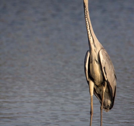 23Franscois Rosslee Heron1 23Franscois Rosslee Heron1
