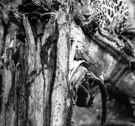 12Terry Ennever LBCcub 13517 Final