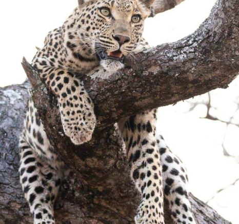 18Frederik Aucamp Ntsumi Female Leopard 24 09 2018 4 Final 18Frederik Aucamp Ntsumi Female Leopard 24 09 2018 4 Final