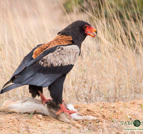 04Frederik Aucamp Bateleur Eagle 31 10 2018 1 Ps Final 04Frederik Aucamp Bateleur Eagle 31 10 2018 1 Ps Final