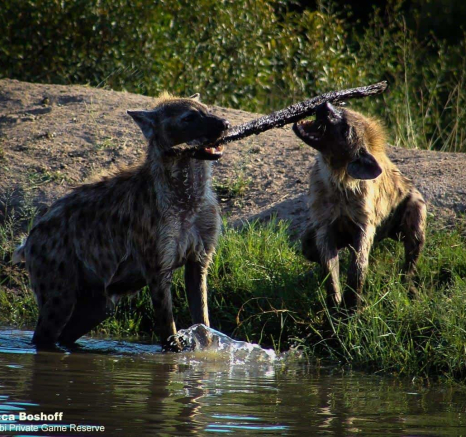19Rebecca Boshoff Hyaena 18 Final 19Rebecca Boshoff Hyaena 18 Final