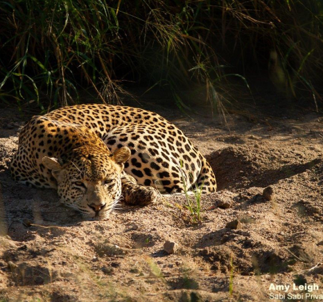 11Amy Leigh Leopard White Dam 2 050521 Final