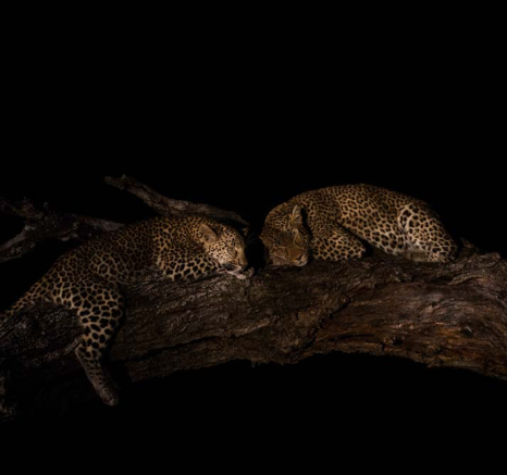 Warthog Wallow And Tortilis