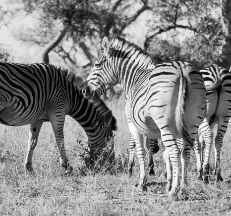 05Sheldon Hooper Zebra 2 05Sheldon Hooper Zebra 2