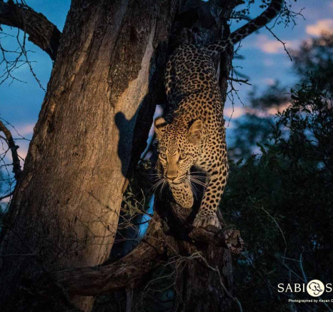 39Kevan Dobbie Ntsumi 250218 3 Final